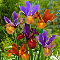 Iris 'Tiger' (x40) - Iris hollandica 'tiger' - Voorjaarsbloeiers