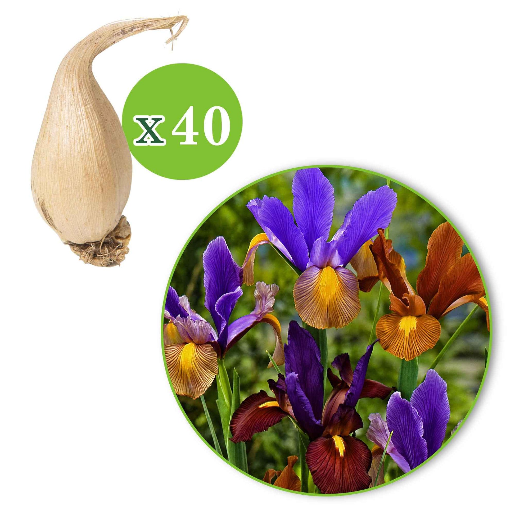 Iris 'Tiger' (x40) - Iris hollandica 'tiger' - Irissen - Iris