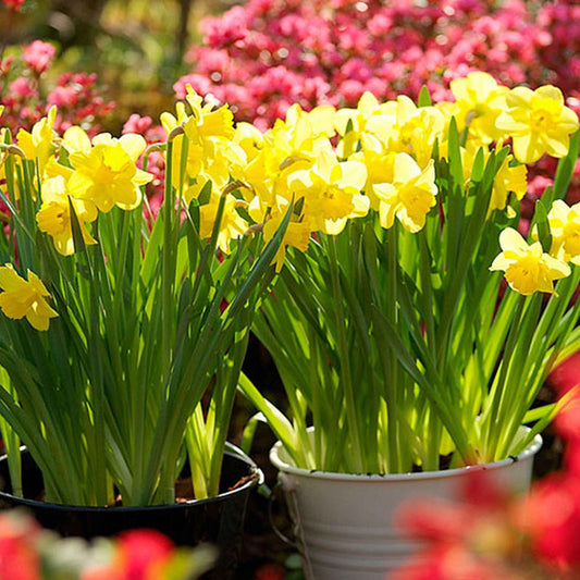 Narcis 'Dutch Master' (x5) - Narcissus 'dutch master' - Bloembollen