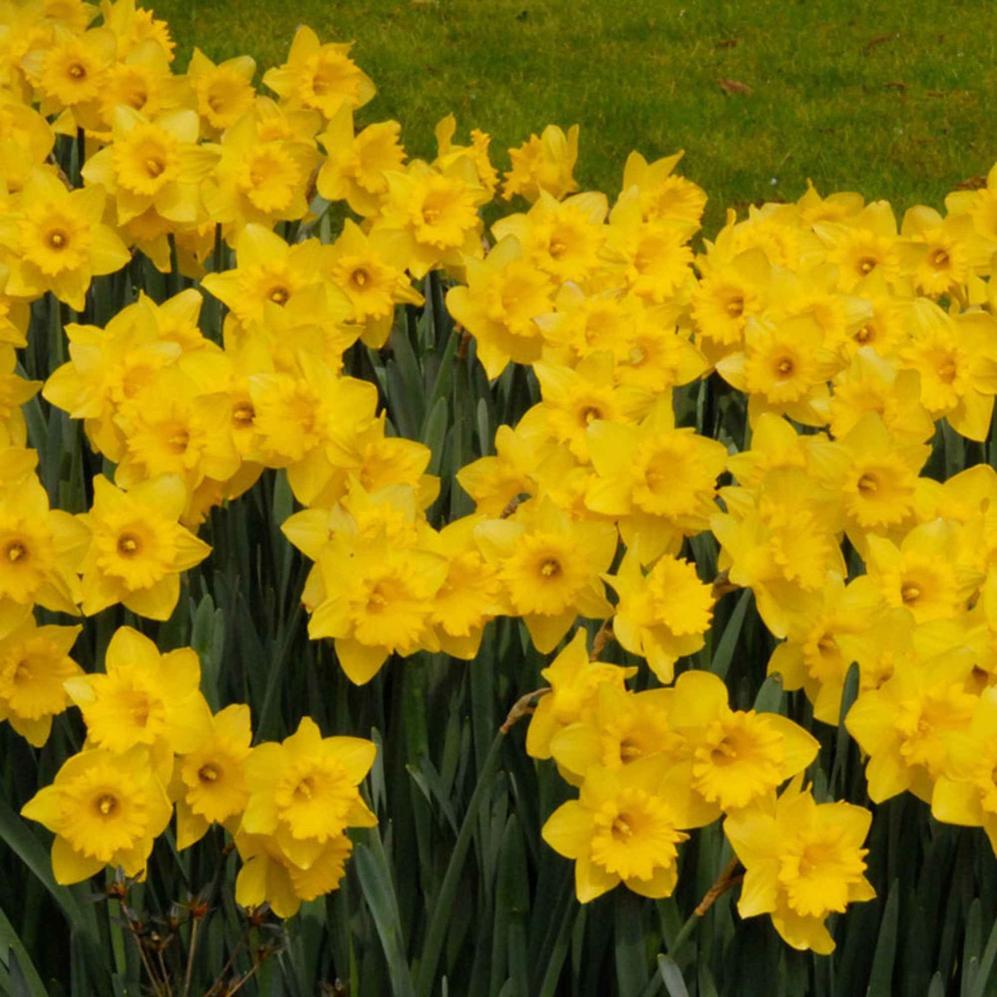 Narcis 'Dutch Master' (x5) - Narcissus 'dutch master' - Voorjaarsbloeiers