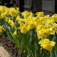 Narcis 'Dutch Master' (x5) - Narcissus 'dutch master' - Narcissen