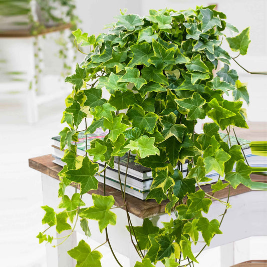 Klimop 'Goldchild' - Hedera helix 'Goldchild' - Kamerplanten