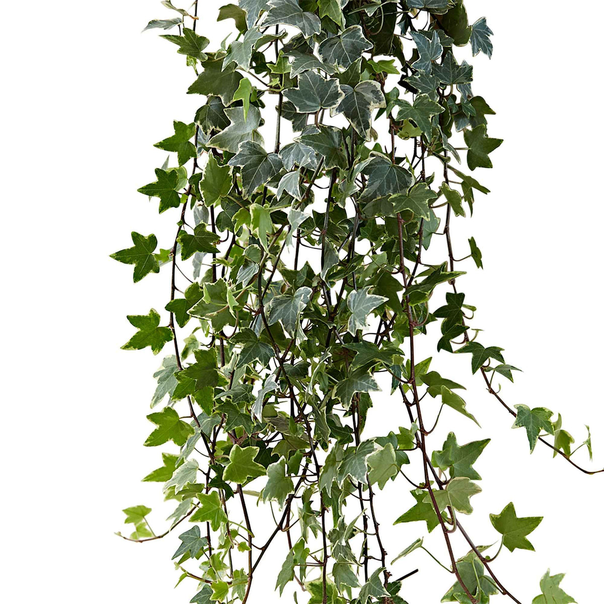 Klimop 'Eva' - Hedera helix eva - Bakker