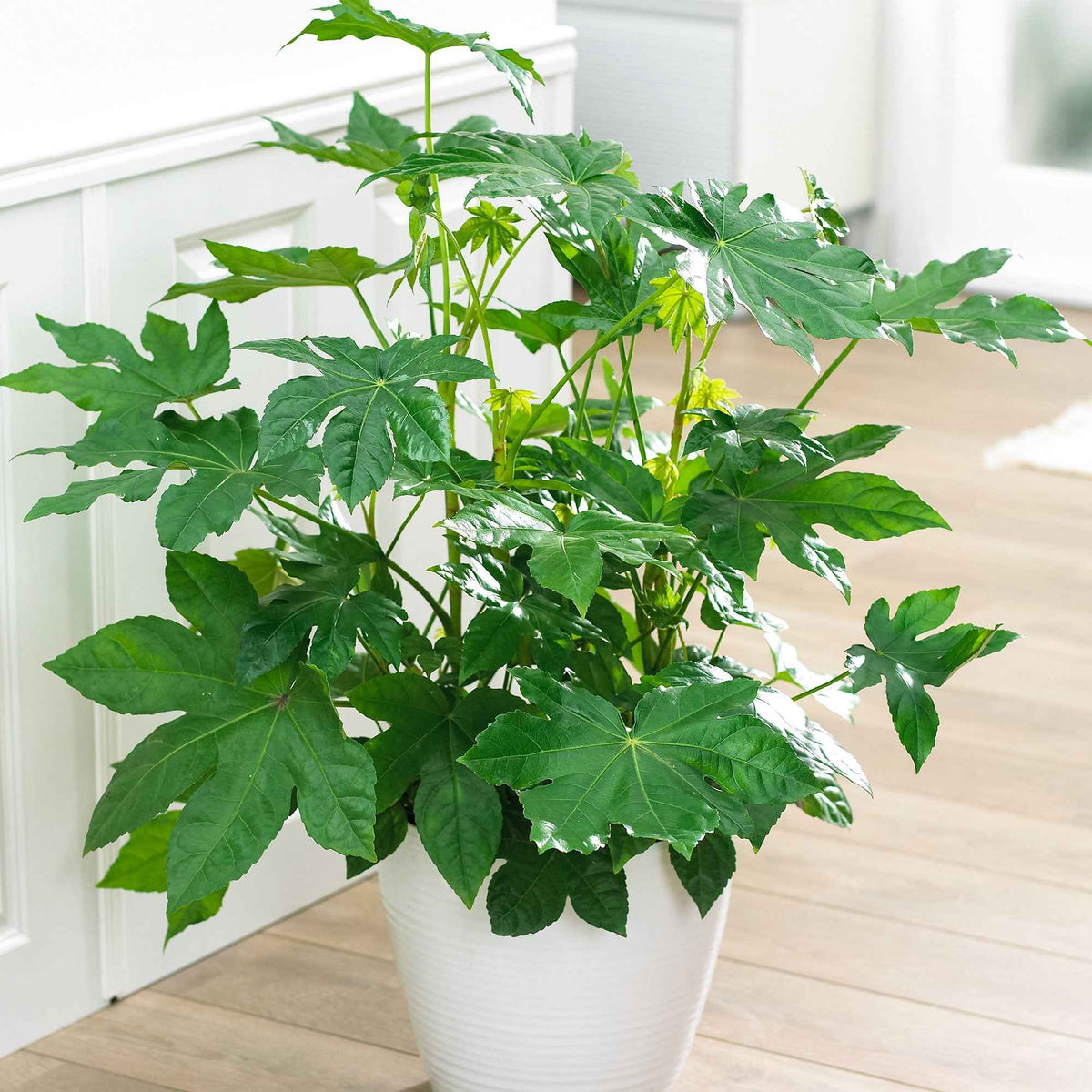 Vingerplant - Bakker