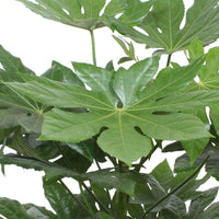 Vingerplant - Fatsia japonica - Type kamerplant