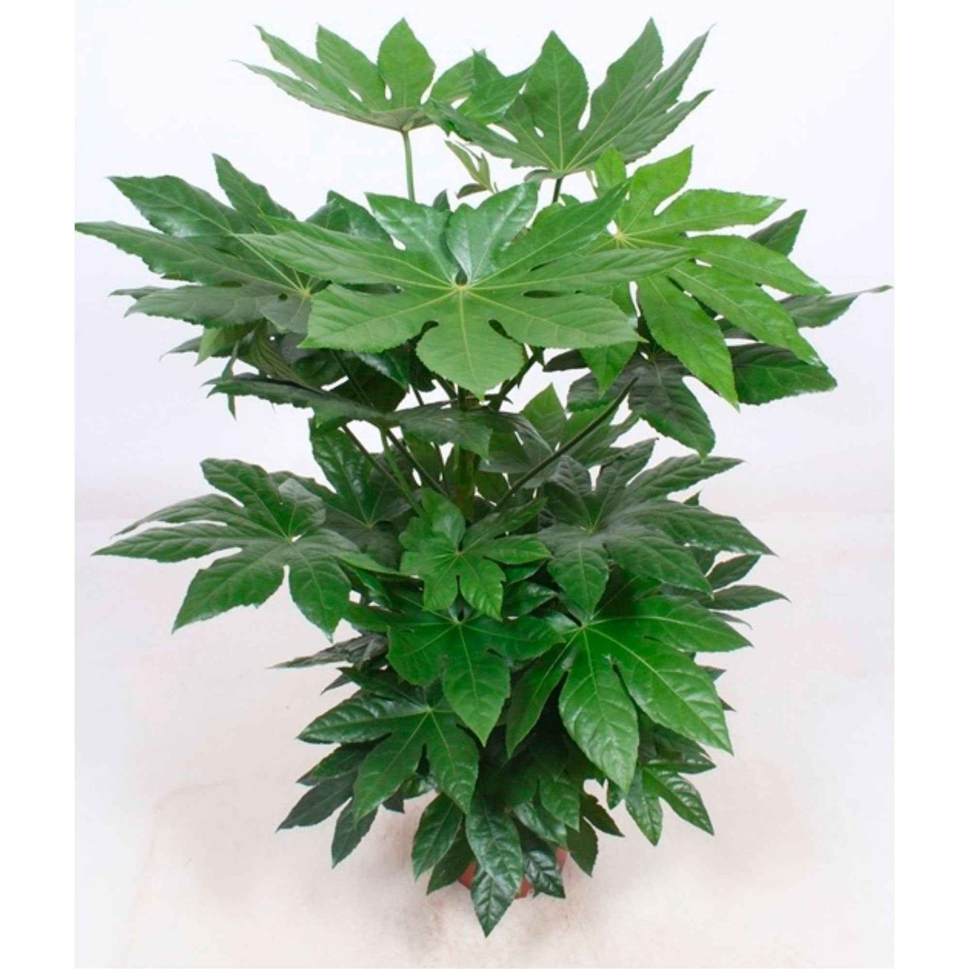 Vingerplant - Fatsia japonica - Groene kamerplanten