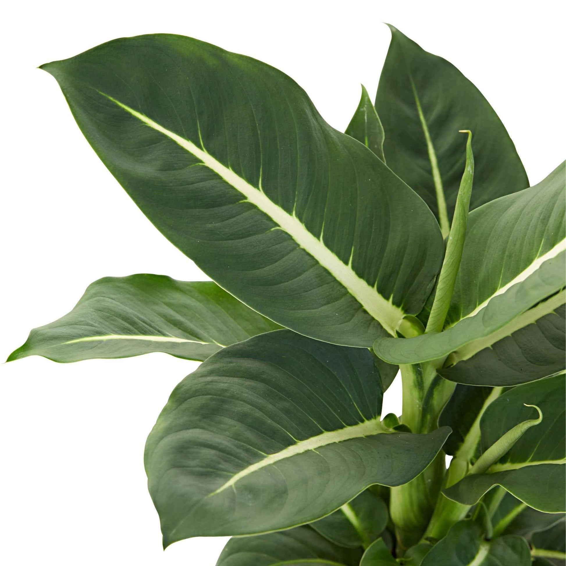 dieffenbachia green magic verzorging Dief van Bagdad 'Green Magic' - Dieffenbachia green magic