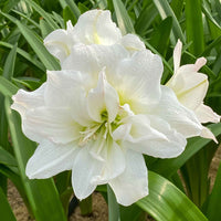 Roze en witte amaryllis Mix