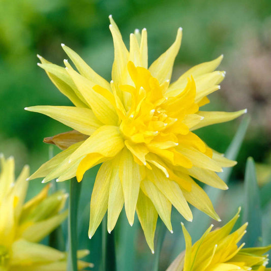 Narcis 'Rip van Winkle' (x5) - Bakker