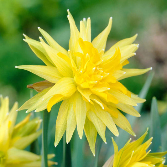 Narcis 'Rip van Winkle' - Narcissus rip van winkle - Bloembollen
