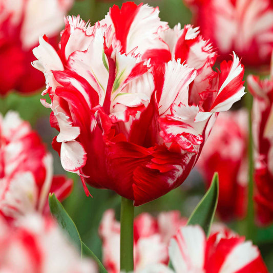 Tulp 'Estella Rijnveld' (x10) - Bakker