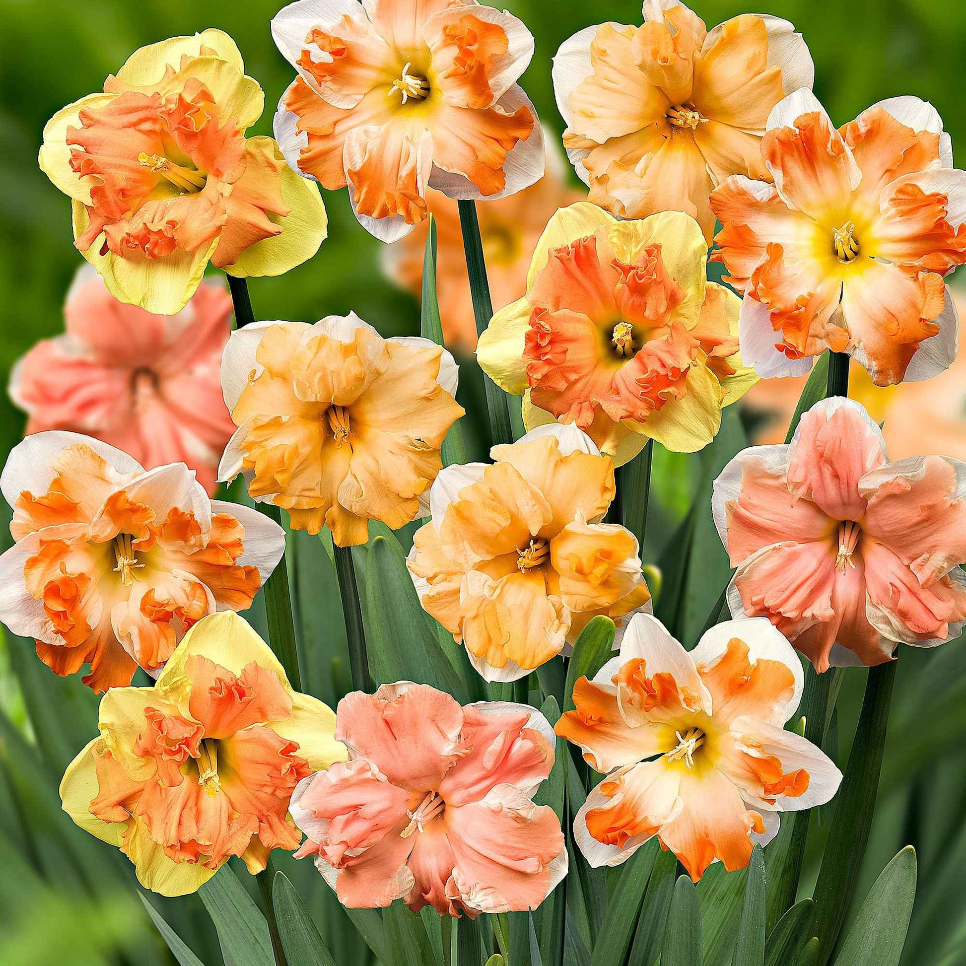 Vlinderbloemige narcis Mix - Narcissus - Bloembollen