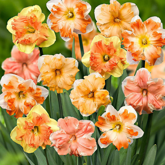 Vlinderbloemige narcis Mix (x10) - Bakker