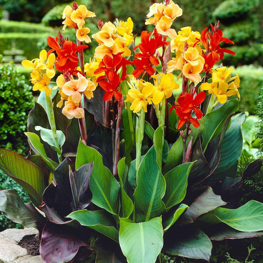 Indisch bloemriet Mix (x4) - Bakker