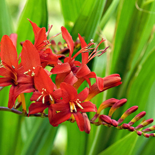 Crocosmia 'Lucifer' (x15) - Crocosmia red - Bloembollen