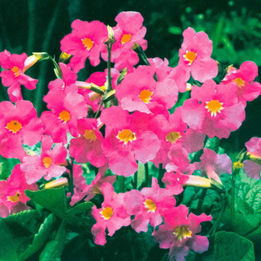 Tuingloxinia - Bakker