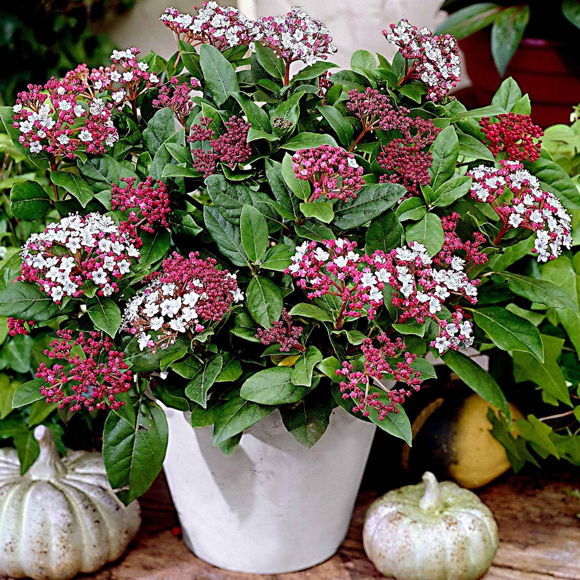 Sneeuwbal 'Gwenllian' - Viburnum tinus gwenllian - Tuinplanten