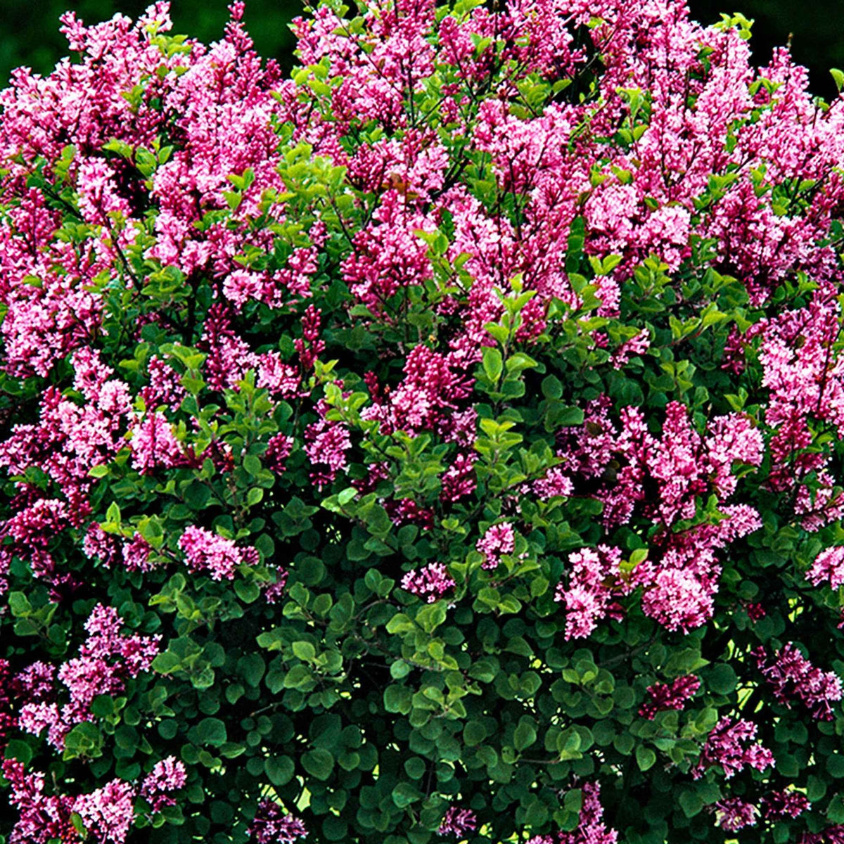 Syringa meyeri  palibin - Dwergsering 'Palibin' - Bloeiende heesters