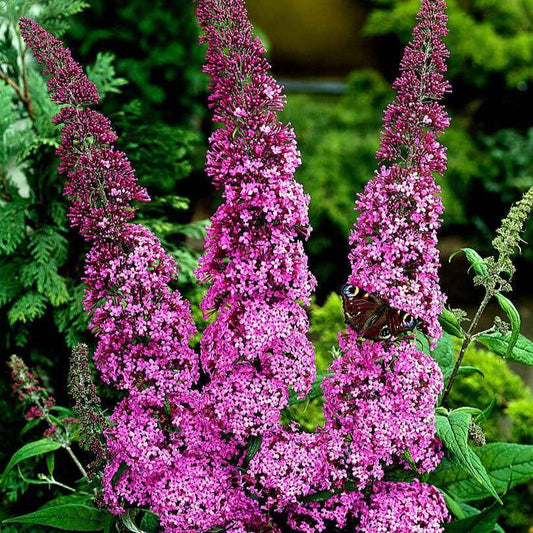 Vlinderstruik 'Pink Delight' - Bakker