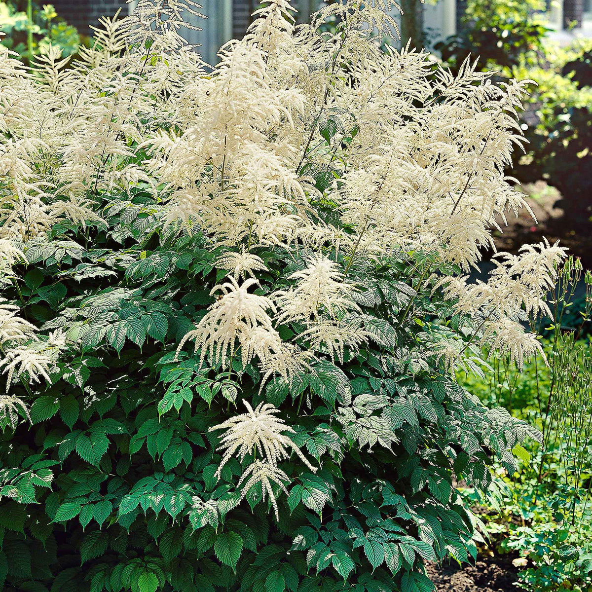 Aruncus dioicus - Geitenbaard - Naakte wortels