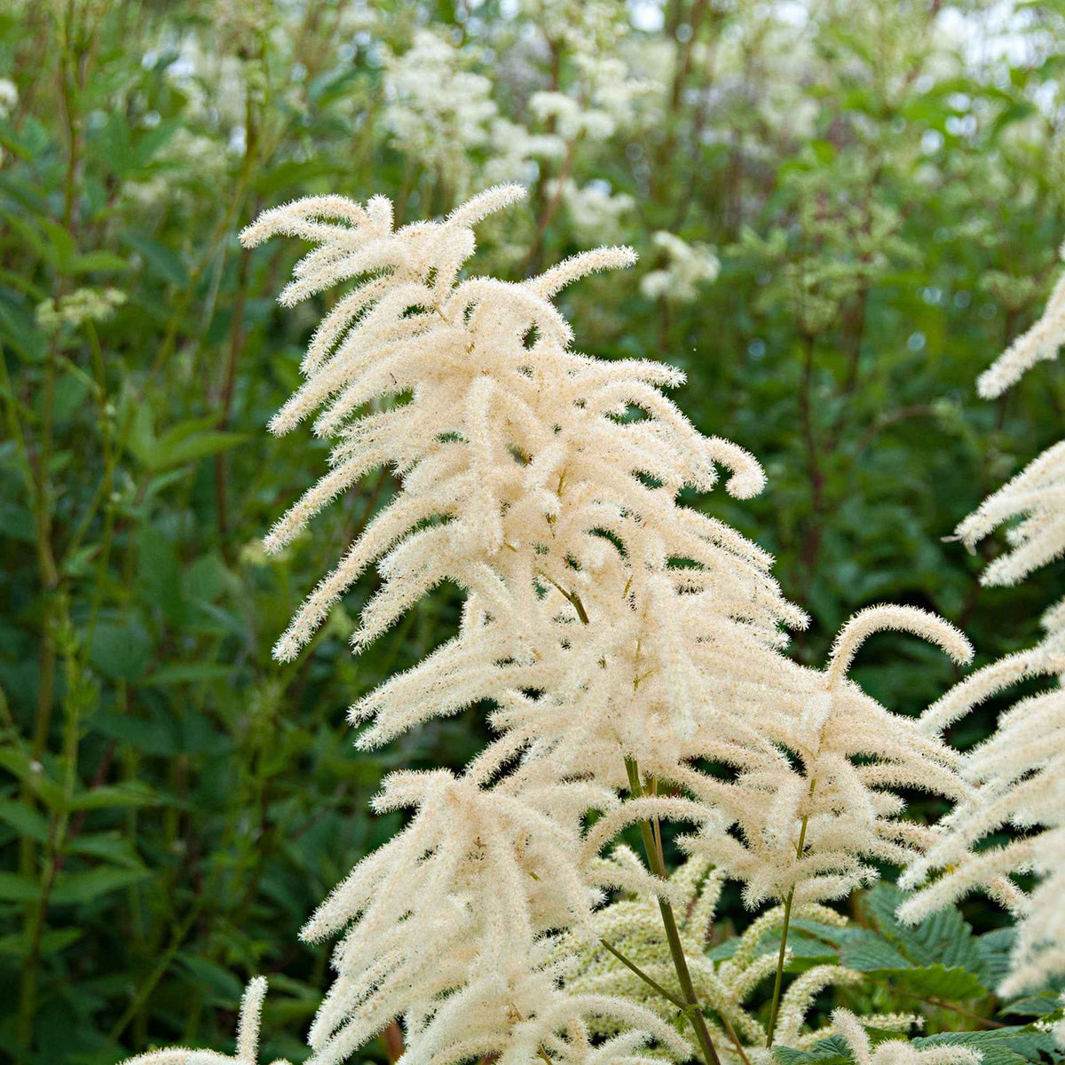 Naakte wortels - Geitenbaard - Aruncus dioicus