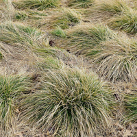 Zegge 'Frosted Curls' - Carex comans frosted curls - Heesters en vaste planten