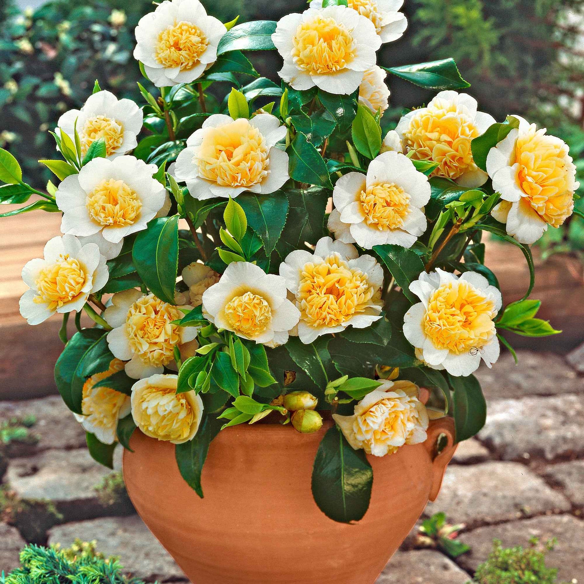 Japanse roos Camellia 'Brushfields Yellow' wit-geel - Winterhard - Camellia japonica 'Brushfields Yellow' - Plantsoort