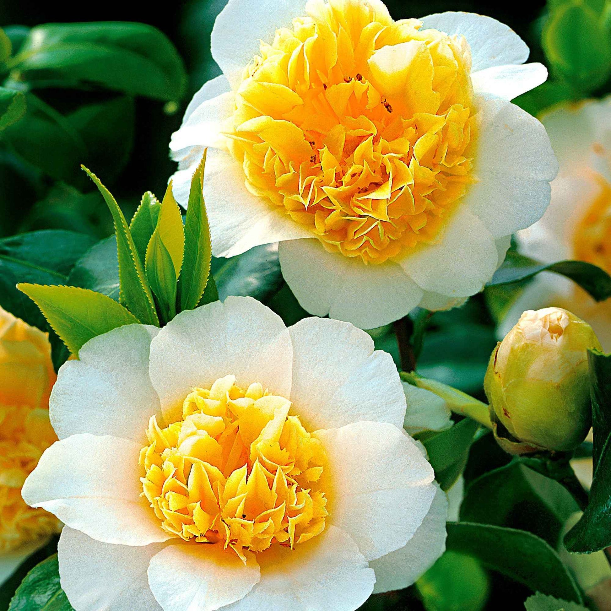 Japanse roos Camellia 'Brushfields Yellow' wit-geel - Winterhard - Camellia japonica 'Brushfields Yellow' - Japanse roos – Camellia