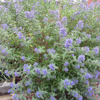 Caryopteris 'Heavenly Blue' - Caryopteris clandonensis heavenly blue - Tuinplanten
