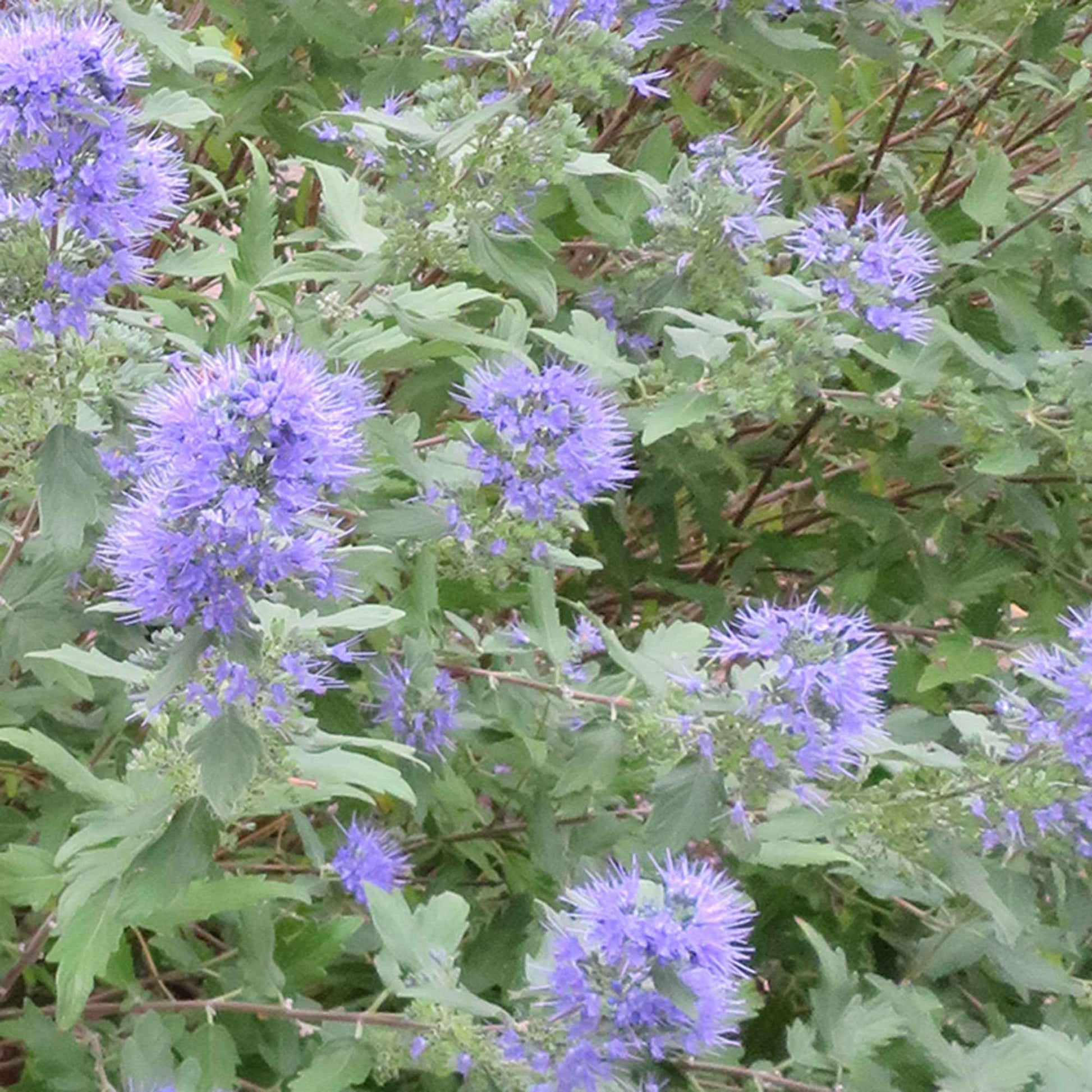 Caryopteris 'Heavenly Blue' - Caryopteris clandonensis heavenly blue - Heesters en vaste planten