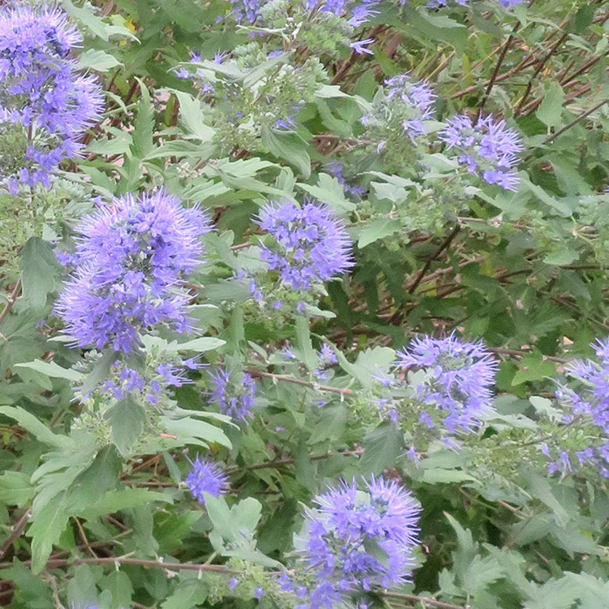 Caryopteris 'Heavenly Blue' - Caryopteris clandonensis Heavenly Blue - Bakker