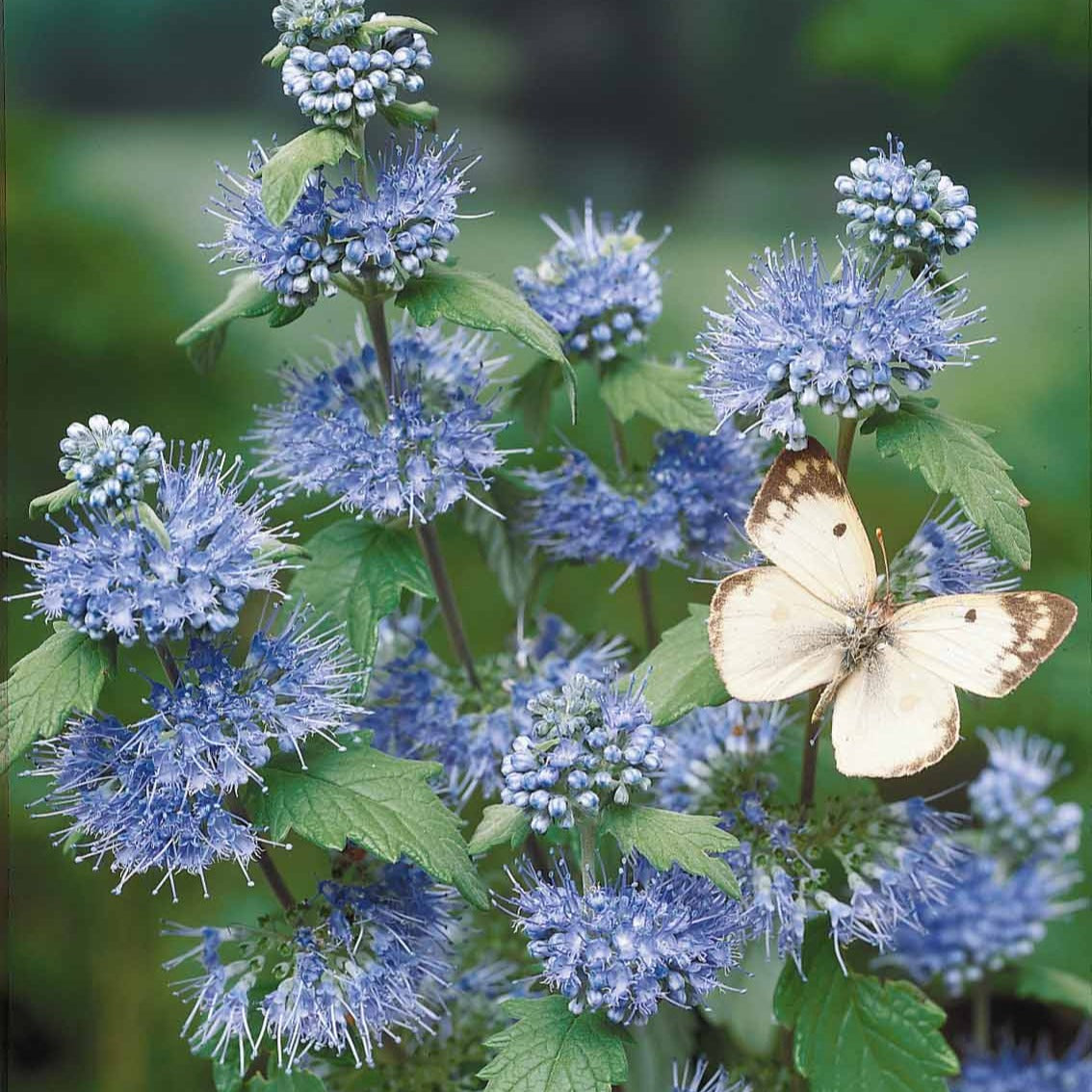 Caryopteris 'Heavenly Blue' - Caryopteris clandonensis heavenly blue - Heesters