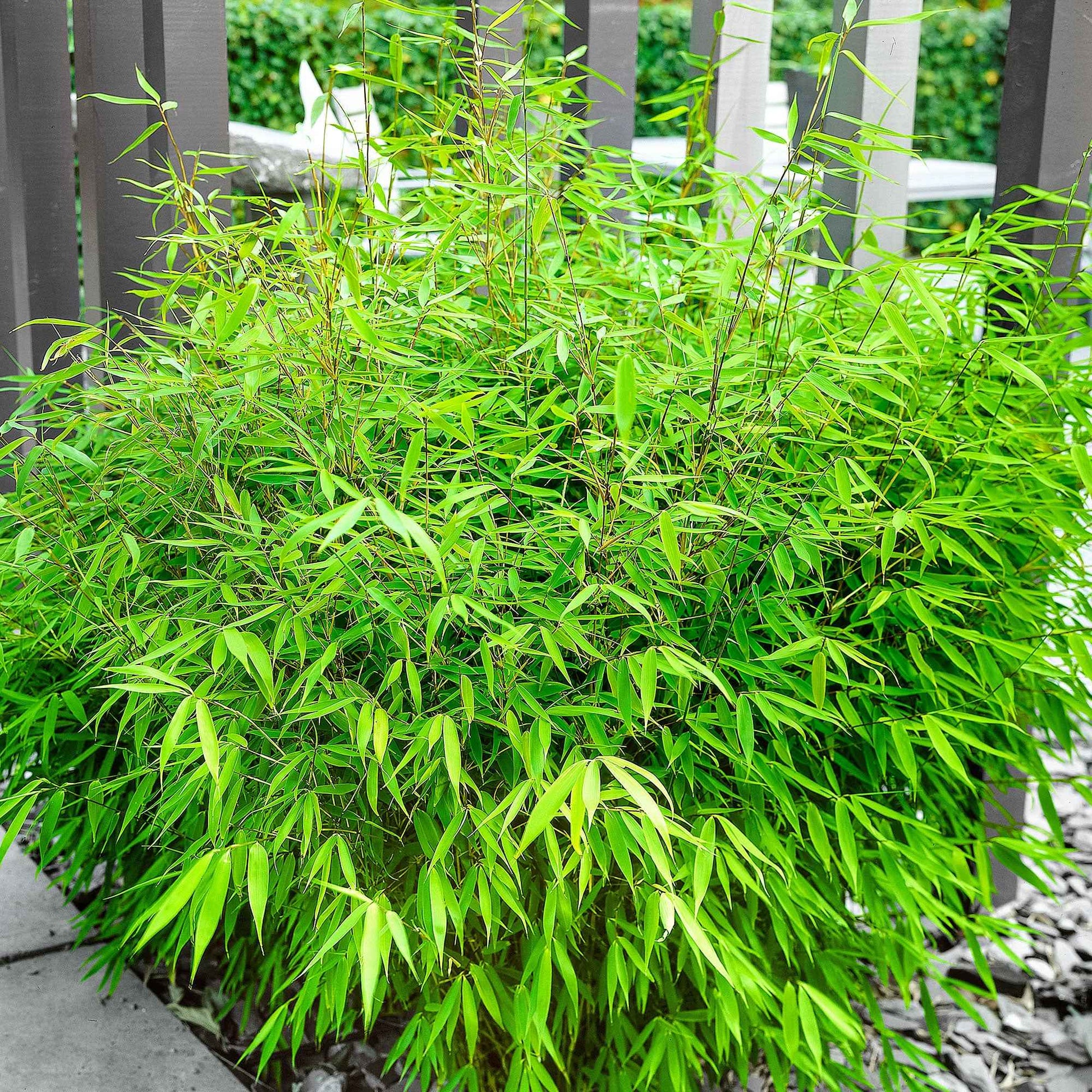 Bamboe Fargesia rufa - Fargesia rufa - Plantsoort
