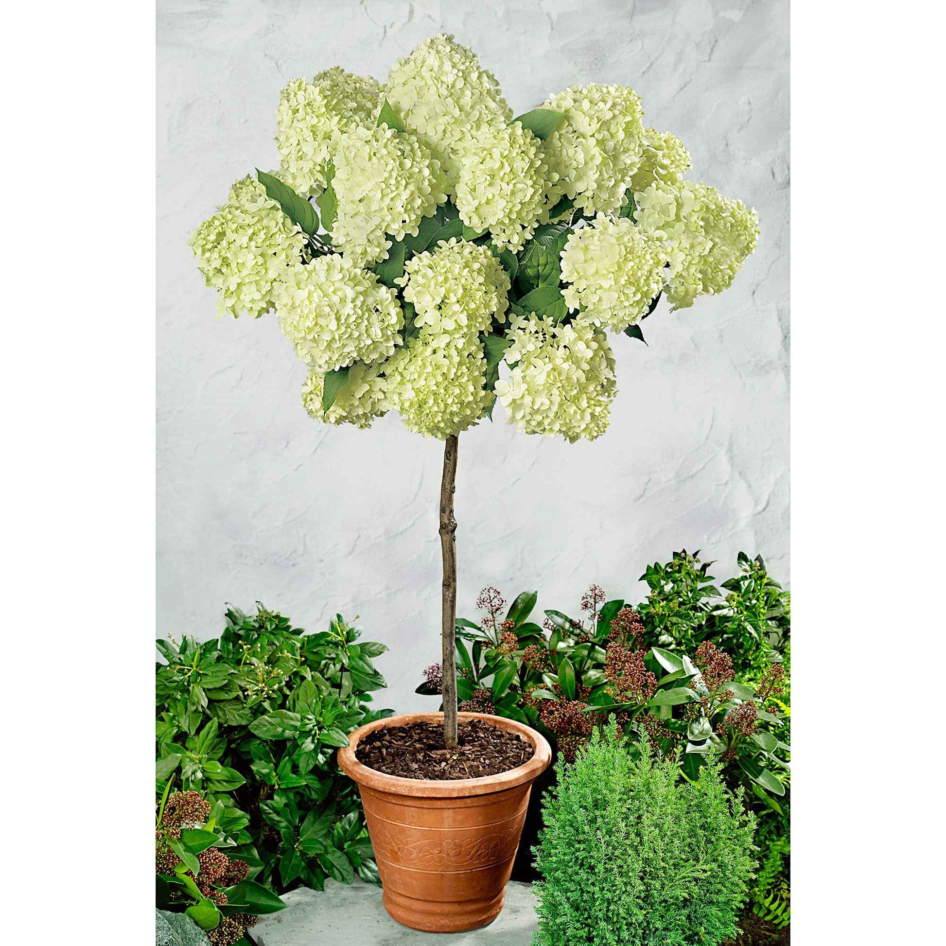 Pluimhortensia 'Limelight' - Hydrangea paniculata limelight ® - Hortensia