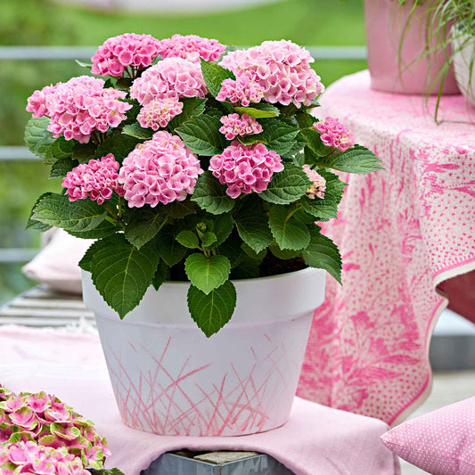 Boerenhortensia 'Revolution Pink' - Bakker