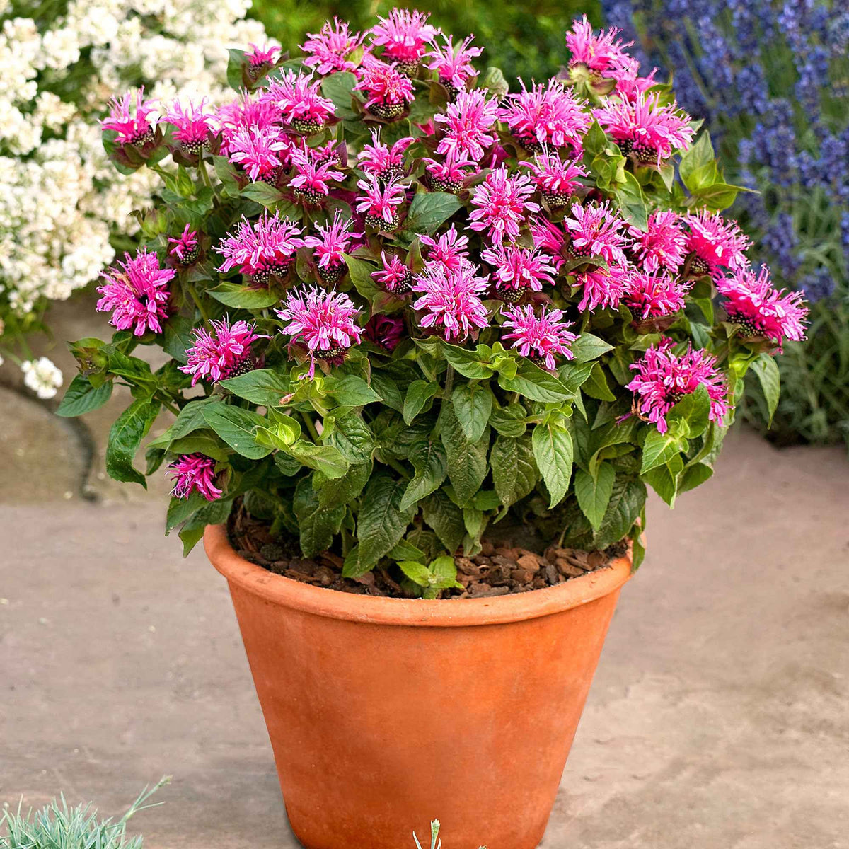 Bergamotplant 'Cranberry Lace' - Bakker