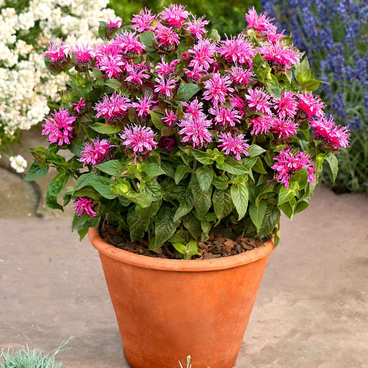 Bergamotplant 'Cranberry Lace' - Monarda didyma cranberry lace - Tuinplanten