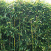 Bamboe Phyllostachys - Phyllostachys bissetii - Tuinplanten