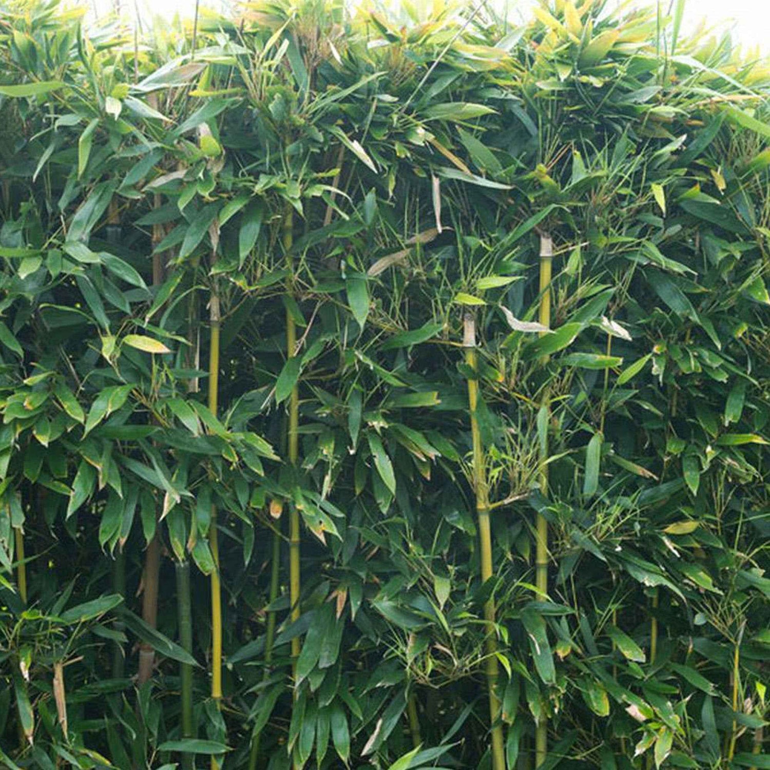Bamboes - Bambuseae