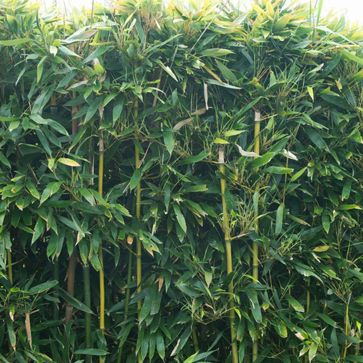 Bamboe - Bamboe Phyllostachys - Phyllostachys bissetii