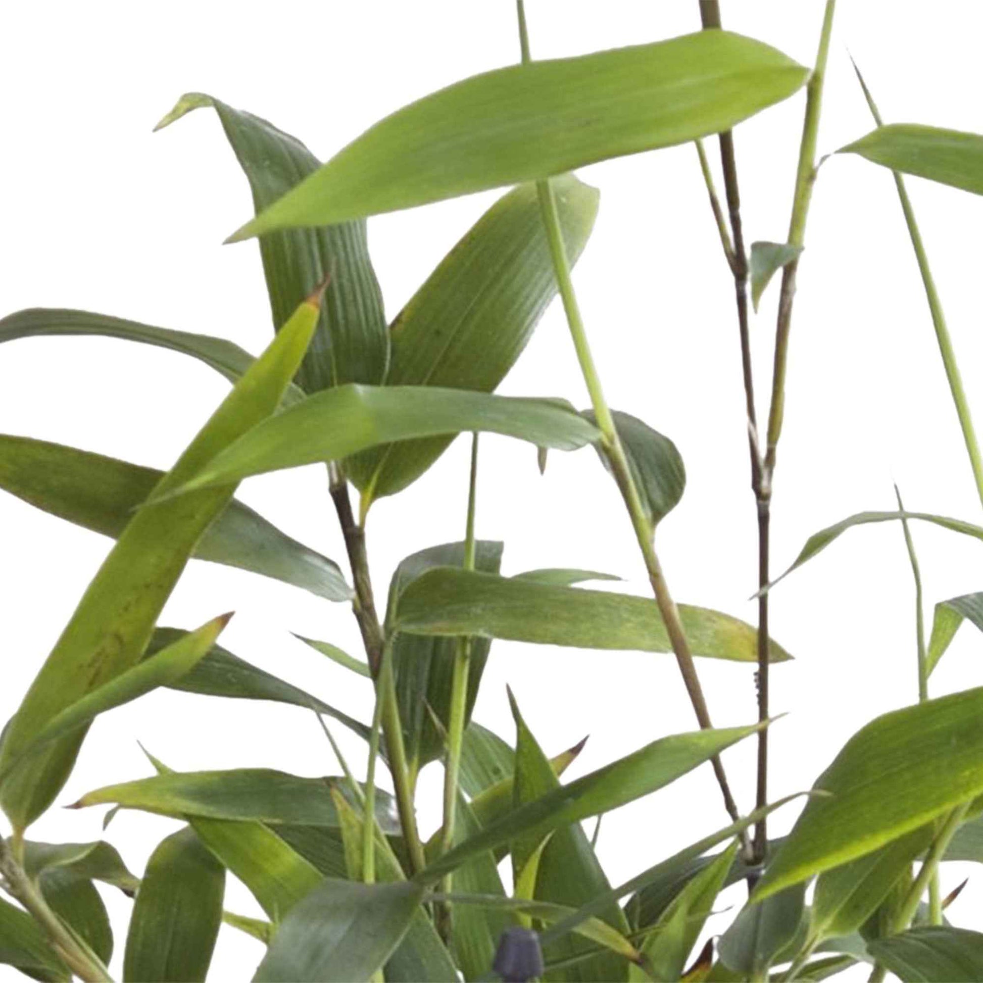 Bamboe Phyllostachys - Phyllostachys bissetii - Plantsoort