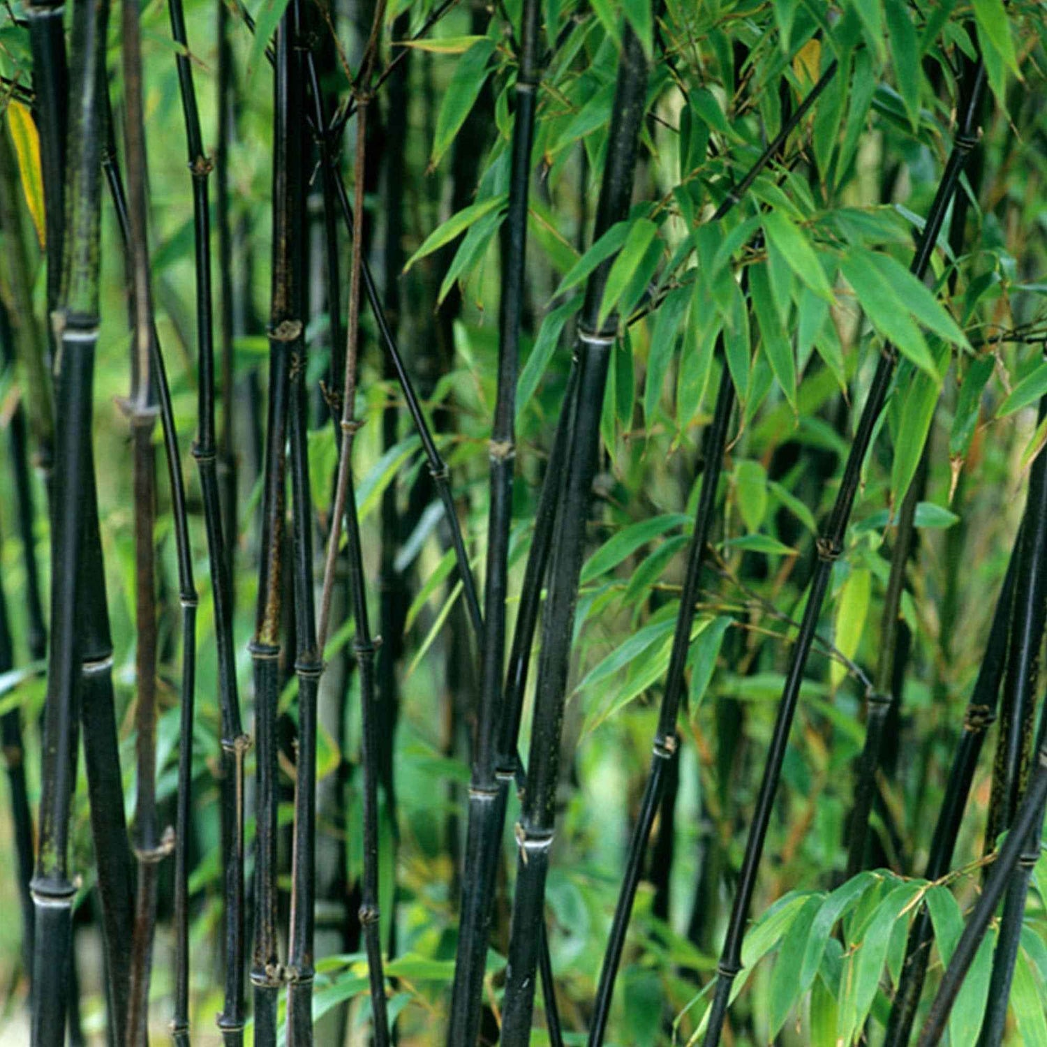 Bamboes - Bambuseae