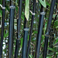 Zwarte bamboe Phyllostachys - Phyllostachys nigra - Plantsoort