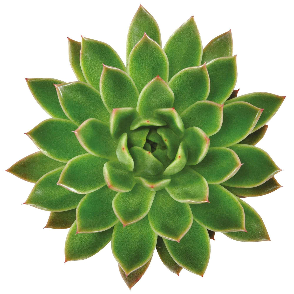 Cactussen en vetplanten - Echeveria - Echeveria agavoides