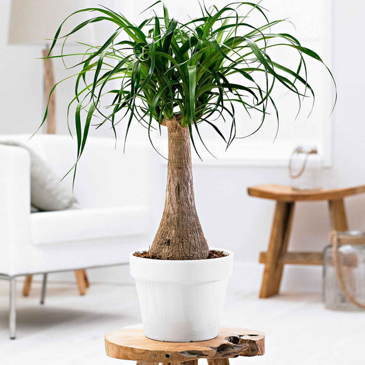 Olifantspoot - Bakker