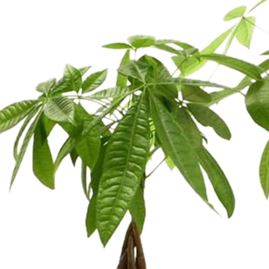 Geldboom Pachira - Bakker