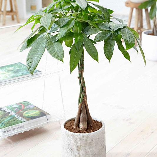 Geldboom met gevlochten stam - Bakker