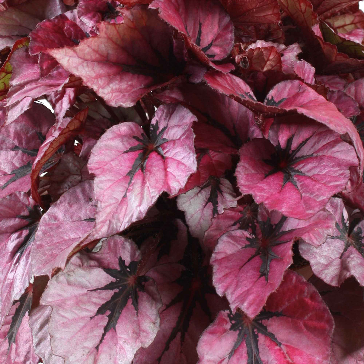 Bladbegonia 'Indian Summer' - Begonia beleaf indian summer - Bakker