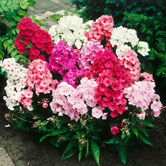 Vlambloem Mix (x5) - Bakker