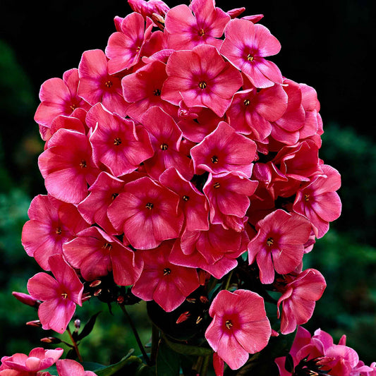 Vlambloem 'Windsor' (x3) - Bakker